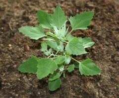 WILD & FRESH!! Lamb’s Quarters Chenopodium Album~Wild Spinach~Goose Foot SEEDS