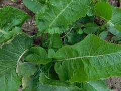 ORGANIC HORSERADISH ROOTS SEEDLINGS 2 PLANTS GROW YOUR OWN ANYTIME OF YEAR!