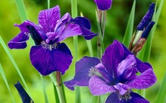 JAPANESE IRIS Caesars Brother- 3 Rhizomes