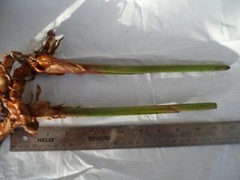 4x Rhizomes Bird Of Paradise Heliconia, Tropical Strelitzia Regina plant.