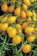 Yellow Pear Tomato Seeds, Rare, NON-GMO, Heirloom, Sweet & Juicy, FREE SHIPPING