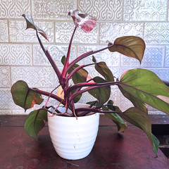 Pink Princess Philodendron Plant – FREE Shipping