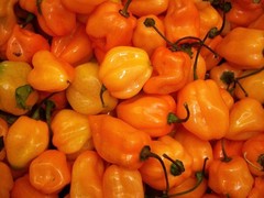 HABANERO ORANGE DEVIL ORANGE 30 SEEDS CHILE 100% GUARANTEED YUCATAN MEXICO
