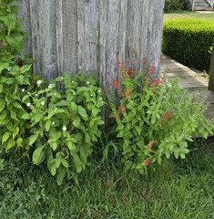 Pineapple Sage Seeds 10 Organic Seeds *FREE SHIPPING*