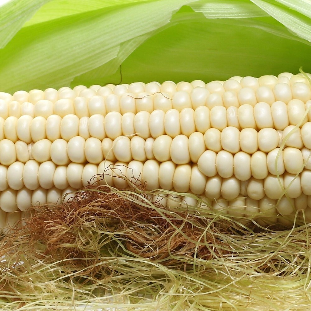 1 Lb Country Gentleman Corn Seeds – Everwilde Farms Mylar Seed Packet
