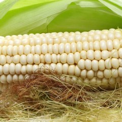 1 Lb Country Gentleman Corn Seeds – Everwilde Farms Mylar Seed Packet