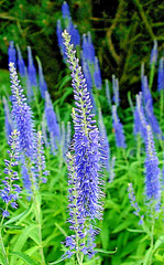 blue veronica Longfolia 160 SEEDS, speedwell, USA SELLER, flowers