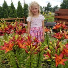 ROYAL SUNSET LILY FLOWER BULBS HARDY PERENNIAL PLANTS GROW 42″ TALL SUMMER BLOOM