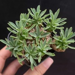 8cm Succulent Cactus Plant Euphorbia Gabizan（5-7 Heads）Cactaceae Beautiful Plant