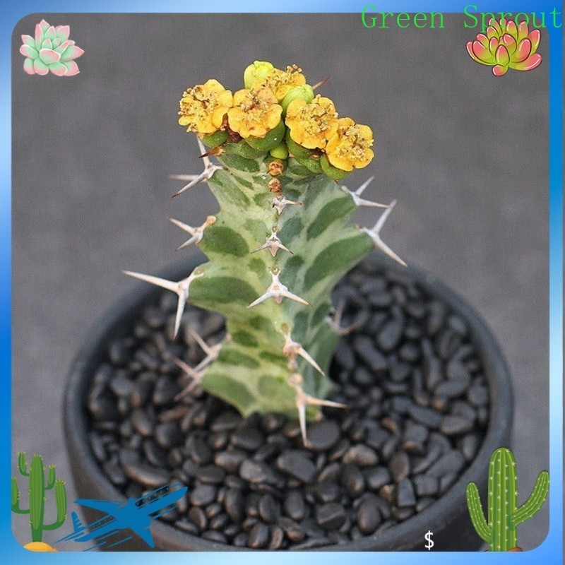 2PCS 6CM Euphorbia Virosa Cristata Cactaceae Succulent Cactus Plants