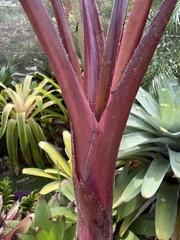 Bromeliad Sale! Hohenbergia lemei (species)