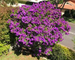 ~~ Ecuador Purple Princess Glory Bush Plant~~Tibouchina Lepidota grandifolia~~
