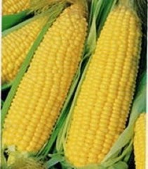 60 YELLOW CORN EARLY ‘XTRA SWEET’ Zea Mays Vegetable Seeds *Flat S/H