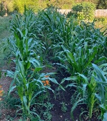 35 Organic Blue Hopi Corn Seed Non-GMO Heirloom- With Bonus!