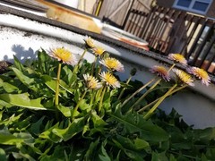 Pink Dandelion Seeds RARE 10 Organic Seeds *FREE SHIPPING*