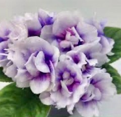 African Violet Plant DN Charivnij Lotos Starter
