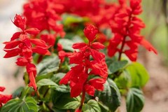 400 SCARLET SAGE (Lady-In-Red / Red Texas Sage) Salvia Coccinea Flower Seeds
