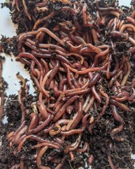 100 Live Red Wiggler worms,FREE Shipping! (Compost Worms)–No Blues