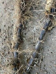 Black Timber Bamboo Nigra Daikokuchiku California Giant Bare Root Plant Rhizome