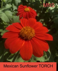 Sunflower MEXICAN TORCH Bees, Butterflies, Hummingbirds USA Non-GMO 100+ Seeds!