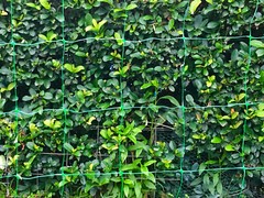 Green Plastic Trellis Netting for Climbing Plants – COMMERCIAL GRADE Trellis Net