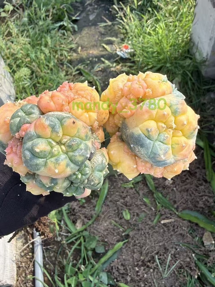 LW Multi Heads Succulent Plant variegated family indoor and outdoor 1PCS