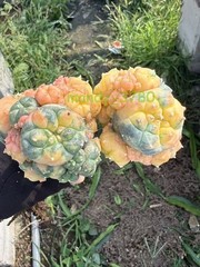 LW Multi Heads Succulent Plant variegated family indoor and outdoor 1PCS