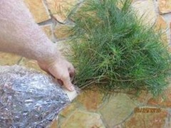 Live Plants -Shrubs -Trees 30 days old, 6″ to 10″ tall Ready to Plant seedlings