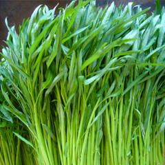 Fresh Water Spinach Seeds | Kangkong | Heirloom Non-GMO | Asian Vegetable Seeds