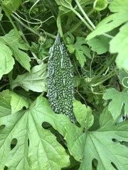 One Green Bitter Melon 10-14 days old Live Plant Edible Vegetable Vine