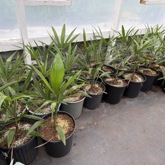 Trachycarpus wagnerianus x fortunei Small 3 Gallon– Cold Hardy Hybrid