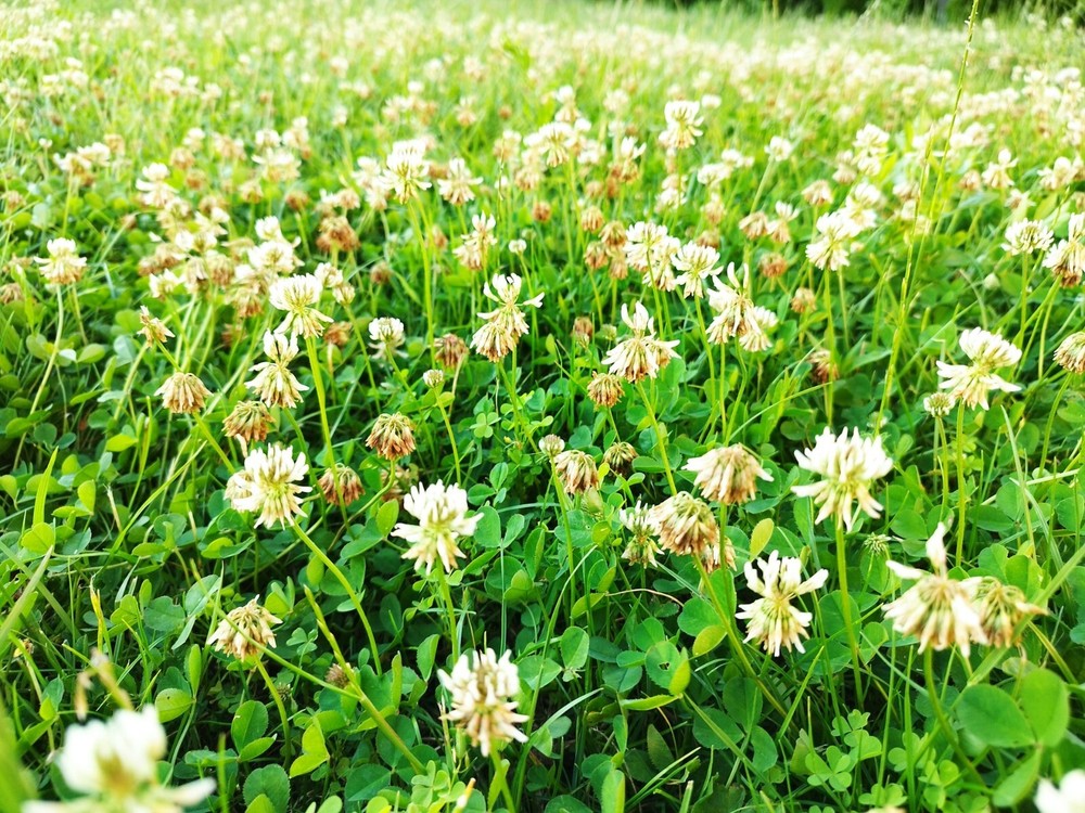 Dutch White Clover Cover Crop Seeds – NON-GMO – Heirloom Lawn Alternative