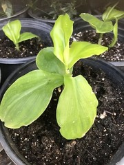 INSULIN PLANT /Fiery Costus / Spiral Flag (1 Rhizome) BLOOD SUGAR SUPPORT.