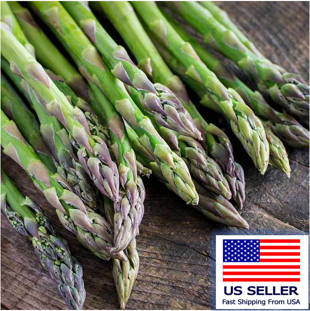 100 ASPARAGUS Seeds- MARY WASHINGTON-Non GMO-Organic.