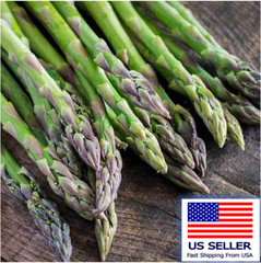 100 ASPARAGUS Seeds- MARY WASHINGTON-Non GMO-Organic.