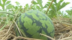 Sweet Tiger Baby Watermelon Seeds 50+ Non-GMO Ultra Sweet Easy Grow