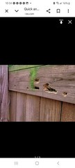 Set of 4 handmade carpenter bee traps 4 for 40 free shipping !!