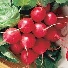 #4 Heirloom Vegetable 150+ seeds 6 Variety Garden Set Emergency Survival NON-GMO