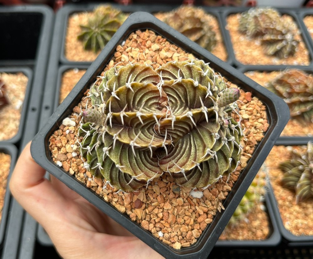 Cactus- Gymnocalycium stenopleurum (double headers 3.25″ pot)