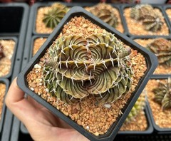 Cactus- Gymnocalycium stenopleurum (double headers 3.25″ pot)