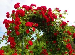 20pcs Red Climbing Rose Seeds – Rare Non-GMO Heirloom Variety for Your Garden