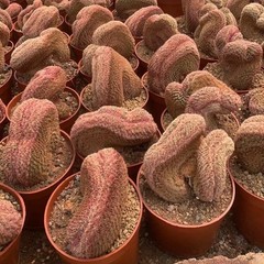 6-8CM Cactus Plant Echinocereus Rigidissimus Rubispinus Cristata Cactaceae Plant