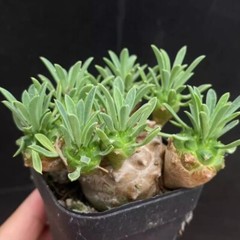 8cm Succulent Cactus Plant Euphorbia Gabizan（5-7 Heads）Cactaceae Beautiful Plant