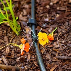 1/2 in. x 500 ft. Poly Drip Tubing Irrigation Sprinkler System Water Line Pipe