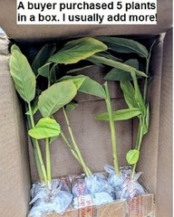 Alpinia GALANGA Greater Galangal 1 Live Plant Soiled Fresh Rooted Rhizome Herb