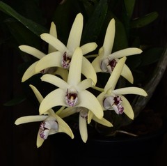 Orchid Hybrid Dendrobium Newbold Bride 3.25” Pot