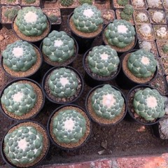 8CM Succulent Cactus Plant Coryphantha Elephantidens Stingless Cactaceae Plant