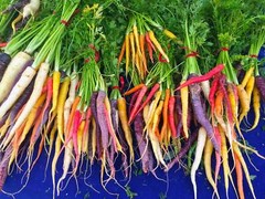 500 RAINBOW CARROT MIX White Red Yellow Purple Orange Daucus Carrota Seeds