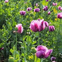 10,000 Authentic Untreated Imported Hungarian Papever Somniferum Poppy Seeds