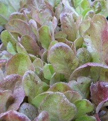 500+ Marvel of Four Seasons Lettuce Seeds, OLD FRENCH FAVORITE,HEIRLOOM, NON-GMO